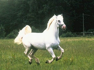gallia