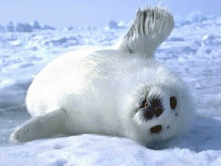 Miule