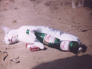 Cassanova