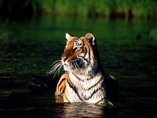 Tiger Lee