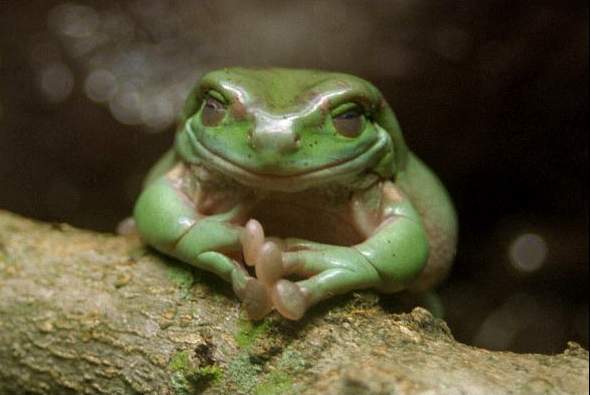 Neofrog