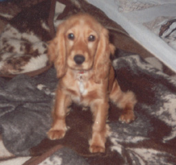 Tominka
